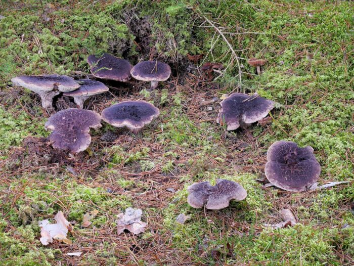 Sarcodon squamosus – Kiefernhabichtspilz, ein seltener Fund im Vogtland