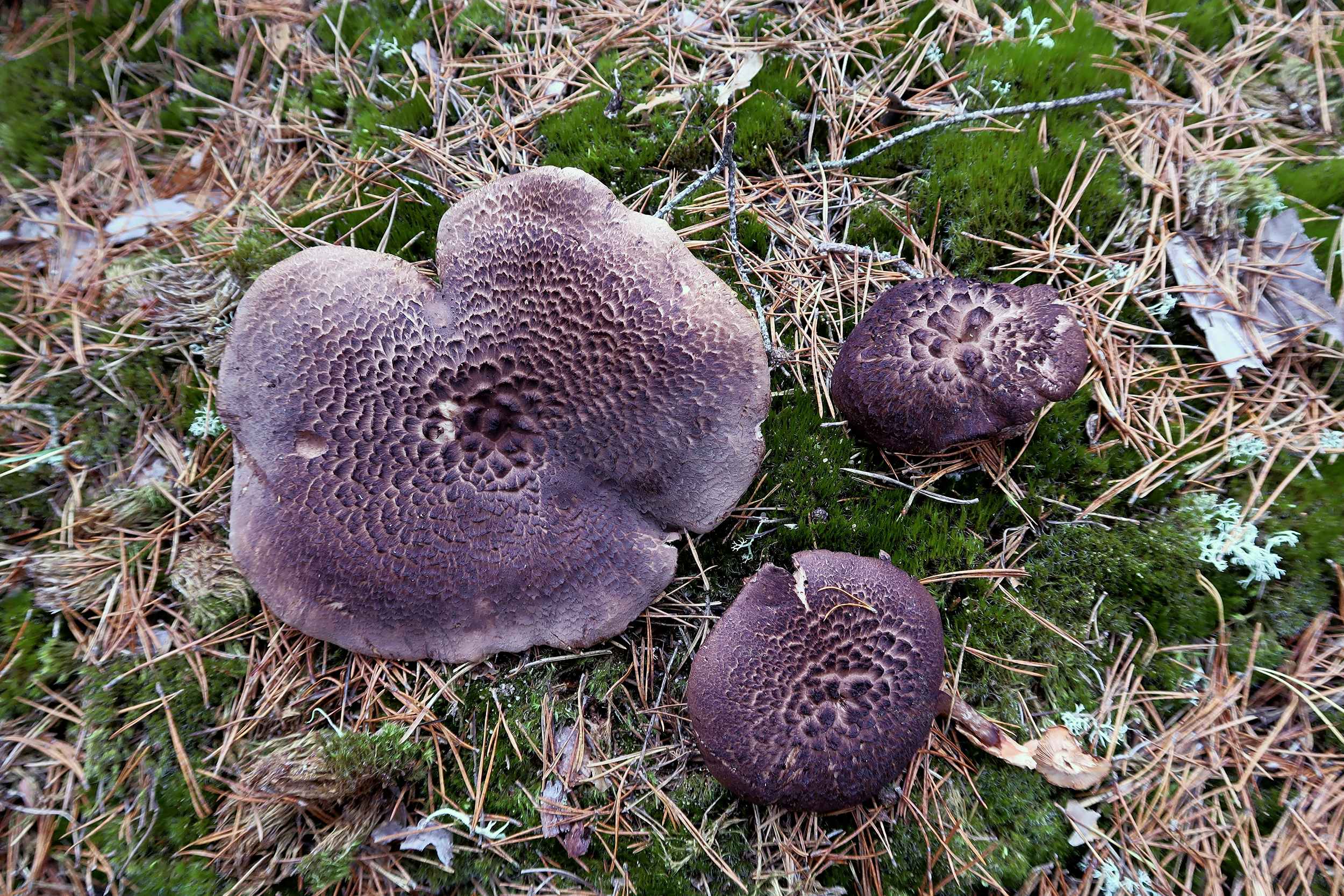 Sarcodon squamosus – Kiefernhabichtspilz