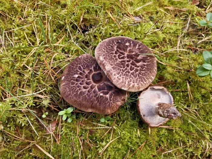 Sarcodon squamosus – Kiefernhabichtspilz, hier ein Fund aus Thüringen