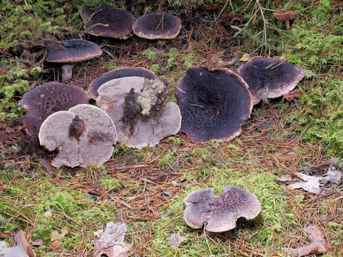 Sarcodon squamosus – Kiefernhabichtspilz, Fund nahe Syrau