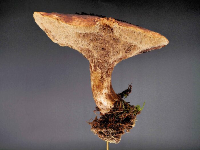 Sarcodon squamosus – Kiefernhabichtspilz, die Stacheln laufen am Stiel herab