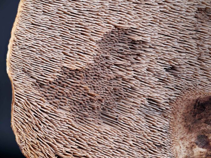 Sarcodon squamosus – Kiefernhabichtspilz, Makroaufnahme der innen hoheln Stacheln