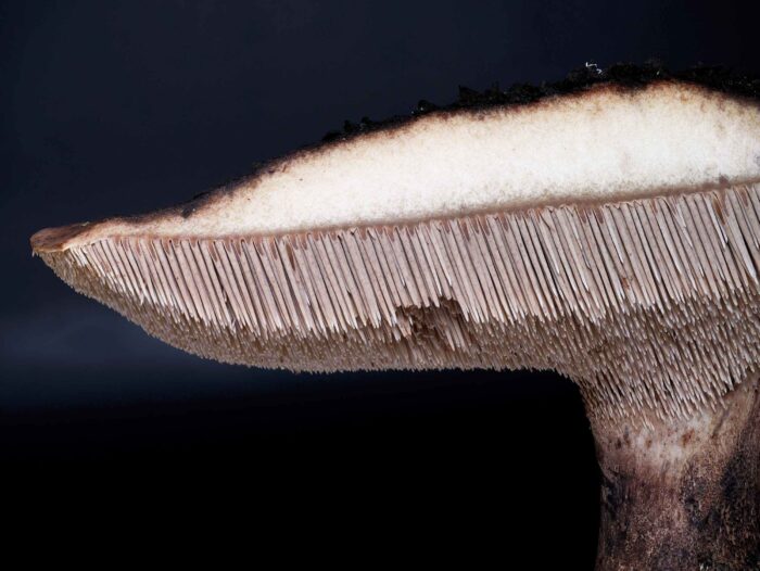 Sarcodon squamosus – Kiefernhabichtspilz, Hutquerschnitt
