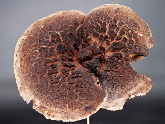Sarcodon squamosus – Kiefernhabichtspilz, die Hutoberfläche erinnert in die Federn eines Habichts