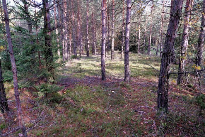 Sarcodon squamosus – Kiefernhabichtspilz, Fundort in einem Kiefernwald