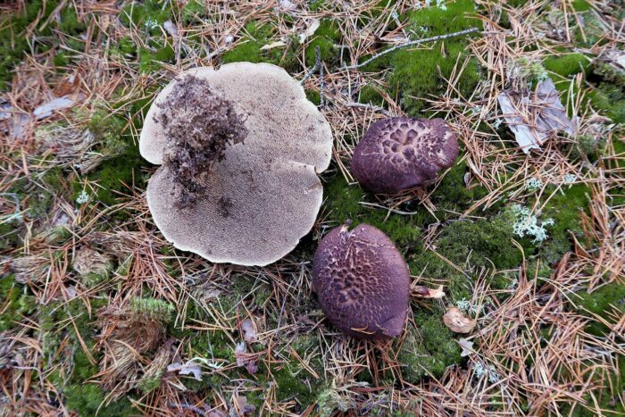 Sarcodon squamosus – Kiefernhabichtspilz, diese Pilze gehören zur Gruppe der Stachelinge
