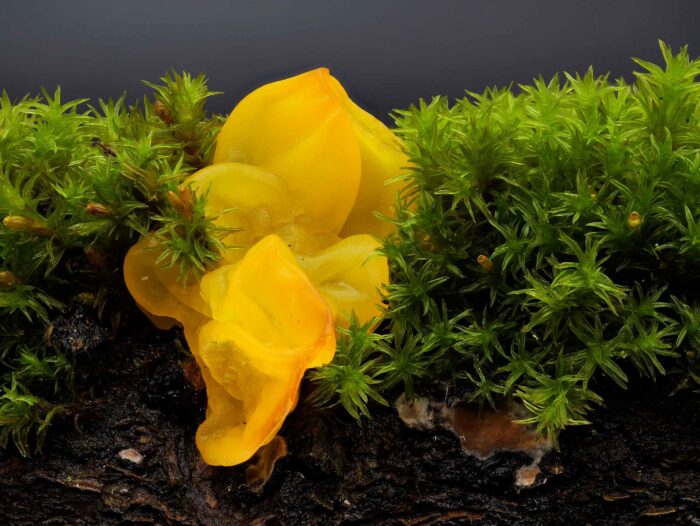 Tremella mesenterica – Goldgelber Zitterling, ist im Winterhalbjahr auf Totholz zu finden