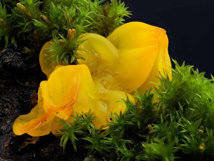 Tremella mesenterica – Goldgelber Zitterling, eine schöne Makroaufnahme