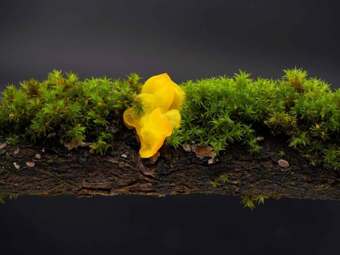 Tremella mesenterica – Goldgelber Zitterling, die Ränder sind kräftiger Orange