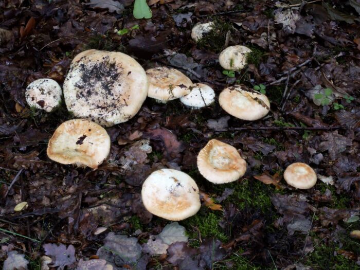 Tricholoma acerbum – Gerippter Ritterling, ein seltener Fund in einem Park in Chemnitz