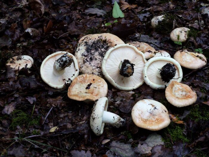 Tricholoma acerbum – Gerippter Ritterling, zeigt sehr dicht stehende Lamellen