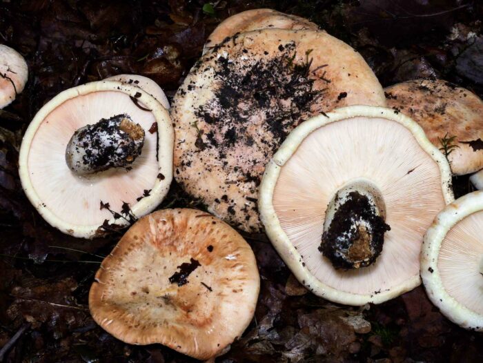 Tricholoma acerbum – Gerippter Ritterling, typisch auch die gefleckten Hüte