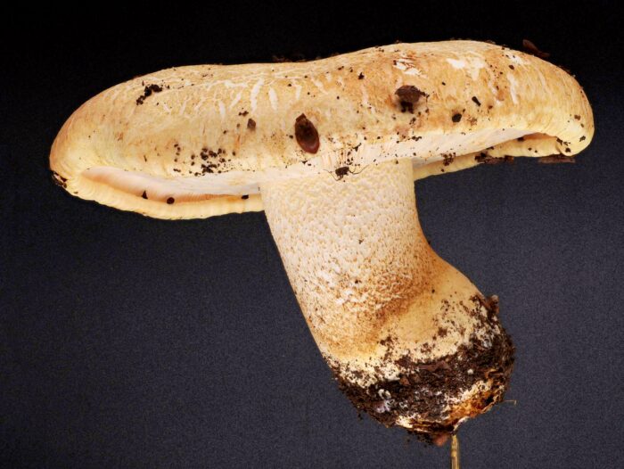 Tricholoma acerbum – Gerippter Ritterling, Seitenansicht