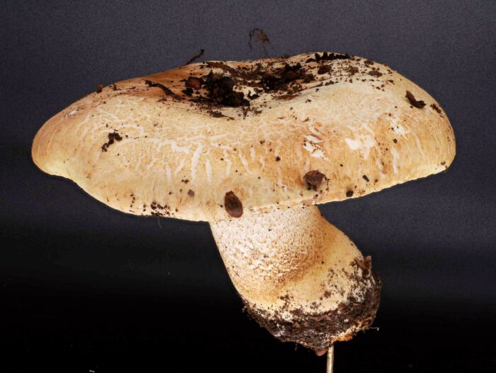 Tricholoma acerbum – Gerippter Ritterling, der Hutrand zeigt später die namensgebenden Kerben