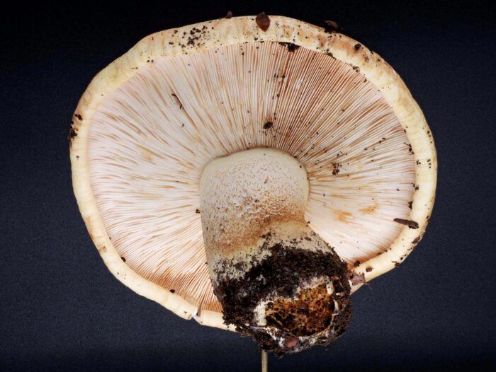 Tricholoma acerbum – Gerippter Ritterling, die Lamellen sind mit einem „Burggraben“ angewachsen