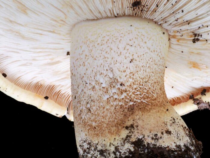 Tricholoma acerbum – Gerippter Ritterling, Makroaufnahme Stiel und Lamellenansatz