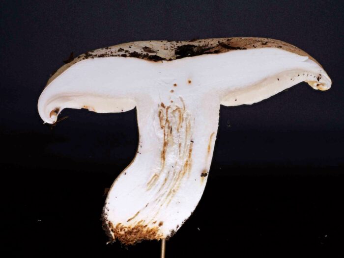 Tricholoma acerbum – Gerippter Ritterling, Schnittbild