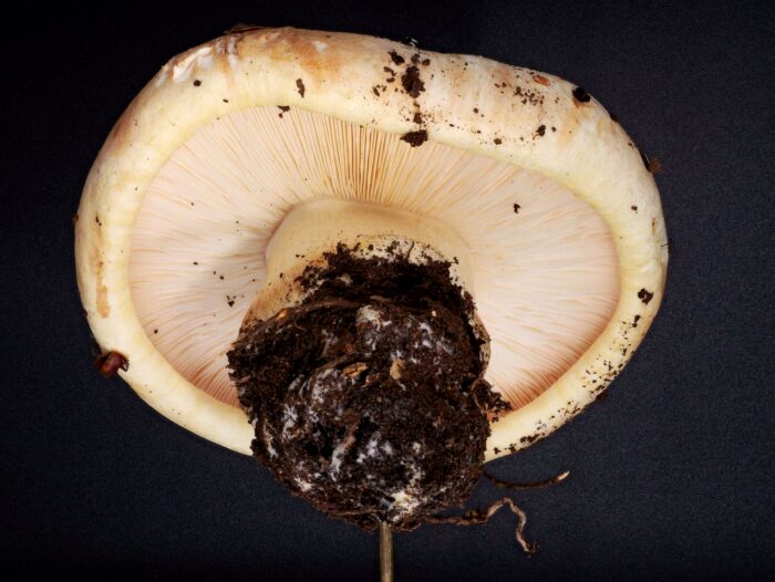 Tricholoma acerbum – Gerippter Ritterling