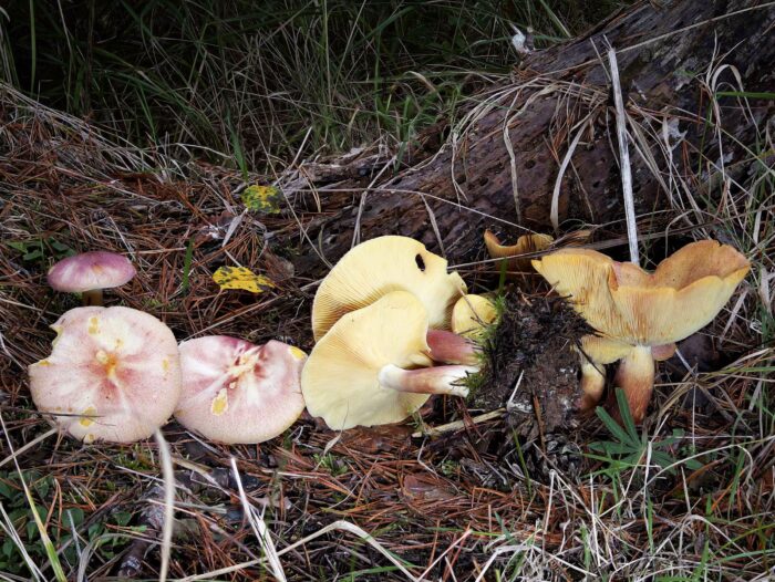 Tricholomopsis rutilans – Purpurfilziger Holzritterling, Pilze in unterschiedlichen Altersstufen