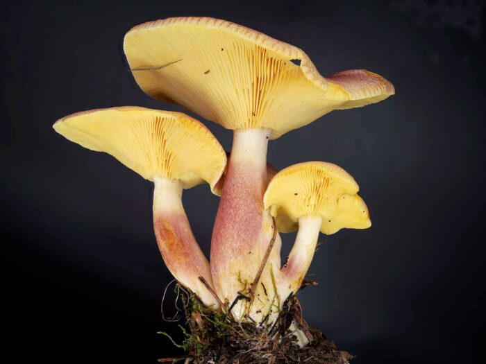 Tricholomopsis rutilans – Purpurfilziger Holzritterling, einfach nur wunderschöne Pilze