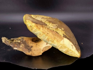 Butyriboletus appendiculatus &ndash; Anh&auml;ngsel-R&ouml;hrling, das Fleisch verf&auml;rbst sich im Anschnitt nicht