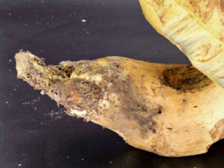Butyriboletus appendiculatus &ndash; Anh&auml;ngsel-R&ouml;hrling, das &bdquo;Anh&auml;ngsel&ldquo; am Stiel