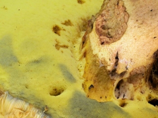 Butyriboletus appendiculatus &ndash; Anh&auml;ngsel-R&ouml;hrling, R&ouml;hrenansatz am Stiel