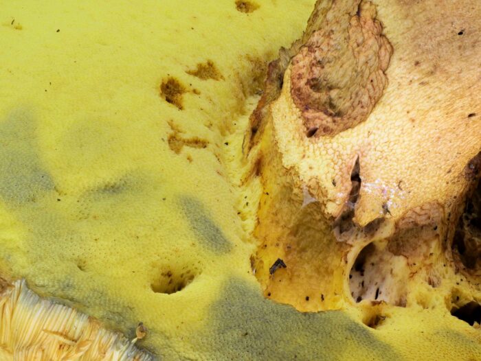Butyriboletus appendiculatus – Anhängsel-Röhrling, Röhrenansatz am Stiel