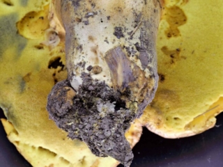 Butyriboletus appendiculatus &ndash; Anh&auml;ngsel-R&ouml;hrling, an der Stielbasis befindet sich als eine Art Fortsatz das Anh&auml;ngsel