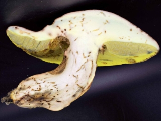Butyriboletus appendiculatus &ndash; Anh&auml;ngsel-R&ouml;hrling, Schnittbild