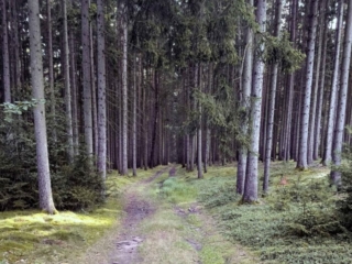 Butyriboletus appendiculatus &ndash; Anh&auml;ngsel-R&ouml;hrling, Fundort im Vogtland