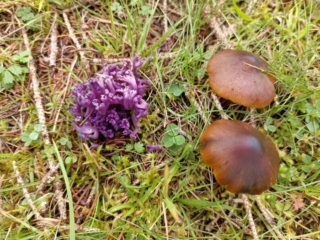 Clavaria zollingeri &ndash; Amethystfarbene Wiesenkoralle, daneben zwei braune Saftlinge