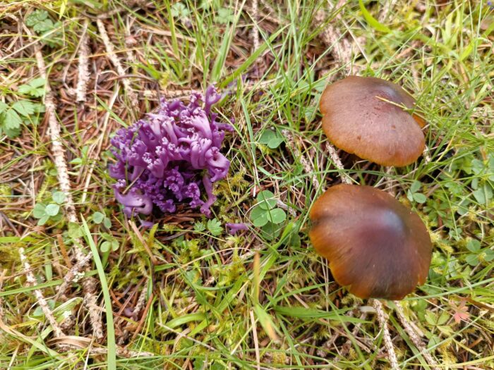 Clavaria zollingeri – Amethystfarbene Wiesenkoralle, daneben zwei braune Saftlinge