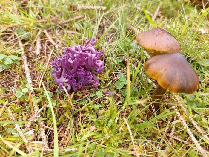 Clavaria zollingeri – Amethystfarbene Wiesenkoralle, daneben zwei Saftlinge