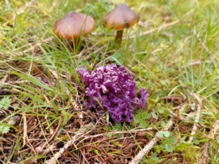 Clavaria zollingeri &ndash; Amethystfarbene Wiesenkoralle, kr&auml;ftig gef&auml;rbtes Exemplar