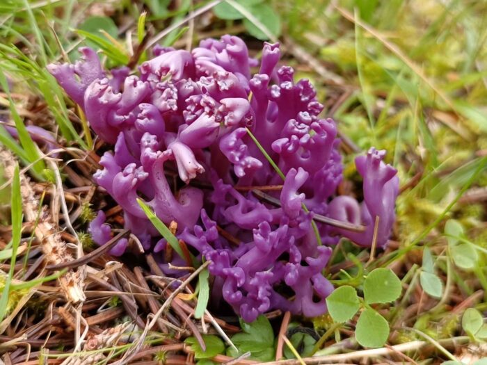 Clavaria zollingeri – Amethystfarbene Wiesenkoralle, ein sehr seltener Fund aus Thüringen, Pilz des Jahres 2025