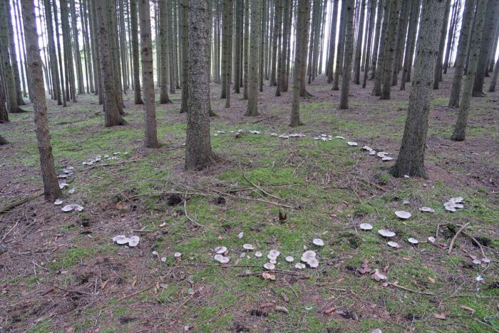 Clitocybe nebularis – Nebelkappe, wächst sehr häufig in großen Hexenringen