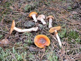 Cortinarius mucosus &ndash; Heide-Schleimfu&szlig;, ein Mykorrhiza-Pilz, h&auml;ufig mit Birke