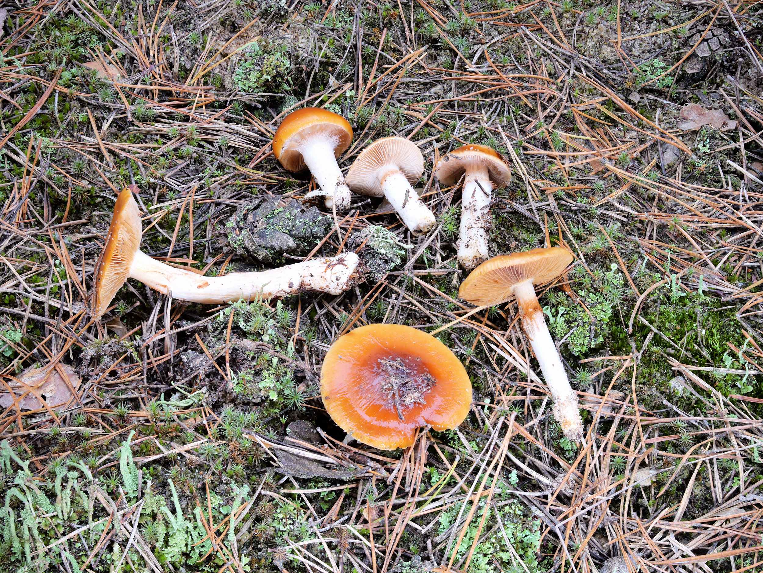 Cortinarius mucosus – Heide-Schleimfuß