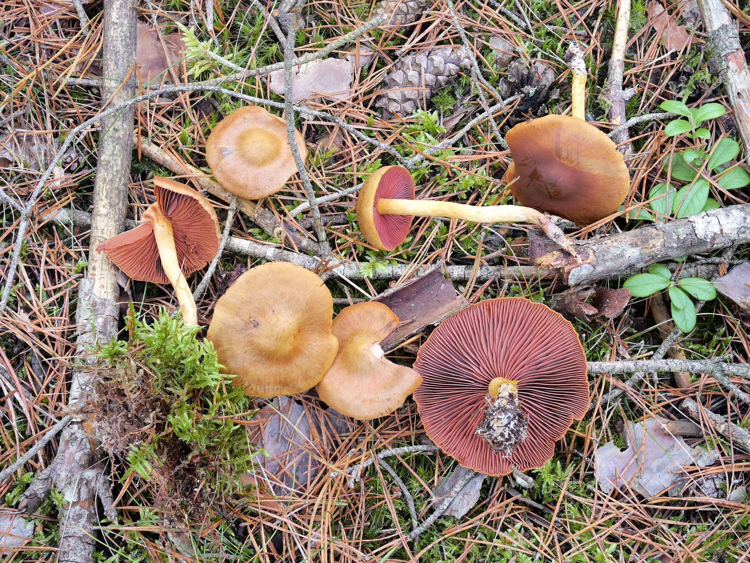 Cortinarius semisanguineus – Blutblättriger Hautkopf