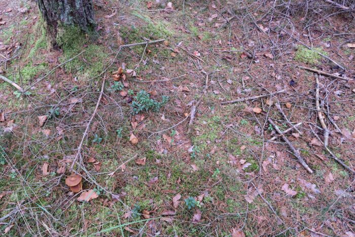 Cortinarius semisanguineus – Blutblättriger Hautkopf, am Fundort waren hunderte Fruchtkörper zu finden