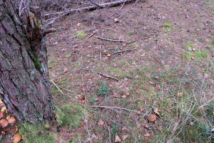 Cortinarius semisanguineus – Blutblättriger Hautkopf, Fundort ist ein Kiefernwald auf Sandboden