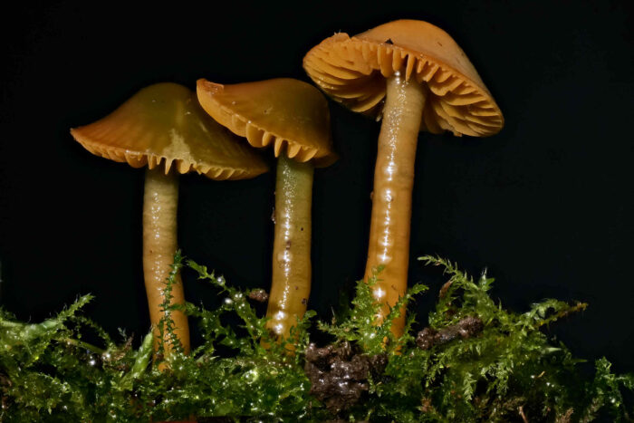 Gliophorus psittacinus – Papageigrüner Saftling, die Pilze färben sich eben zu gelb braun um