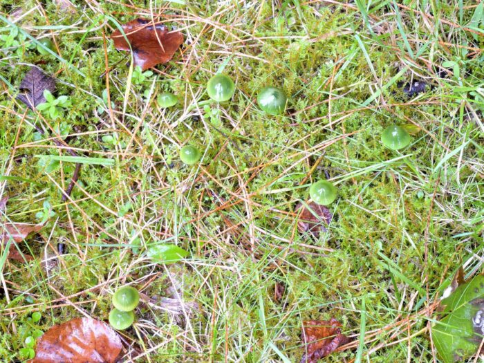 Gliophorus psittacinus – Papageigrüner Saftling, leuchtend grüne Fruchtkörper