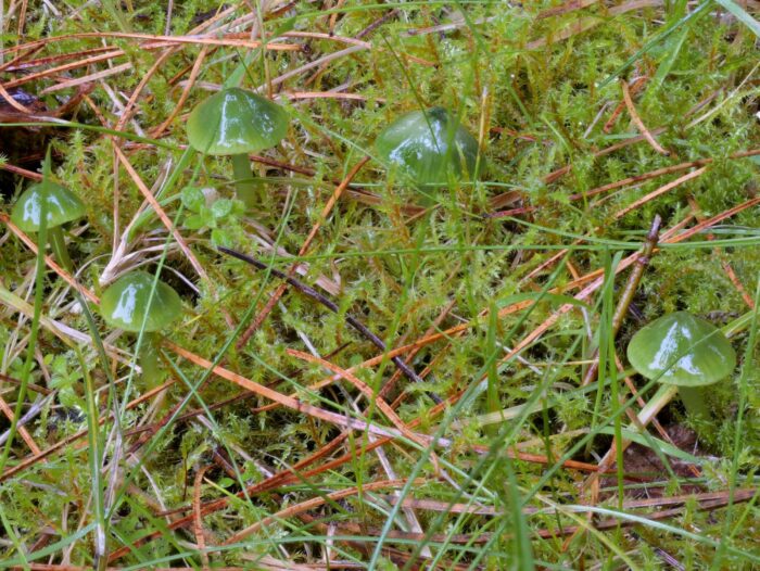 Gliophorus psittacinus – Papageigrüner Saftling, kräftig grüne Pilze