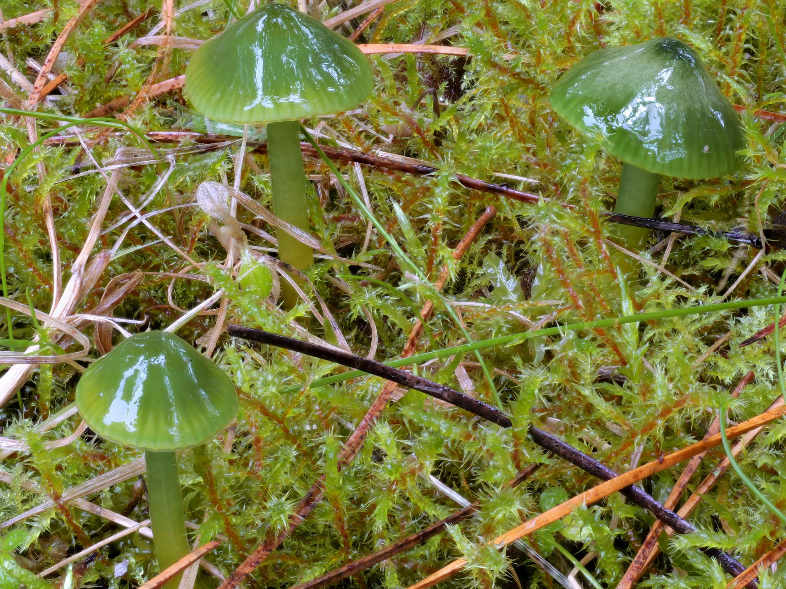 Gliophorus psittacinus – Papageigrüner Saftling