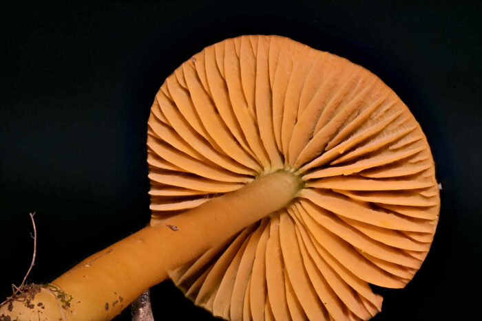 Gliophorus psittacinus – Papageigrüner Saftling, Blick in die Lamellen