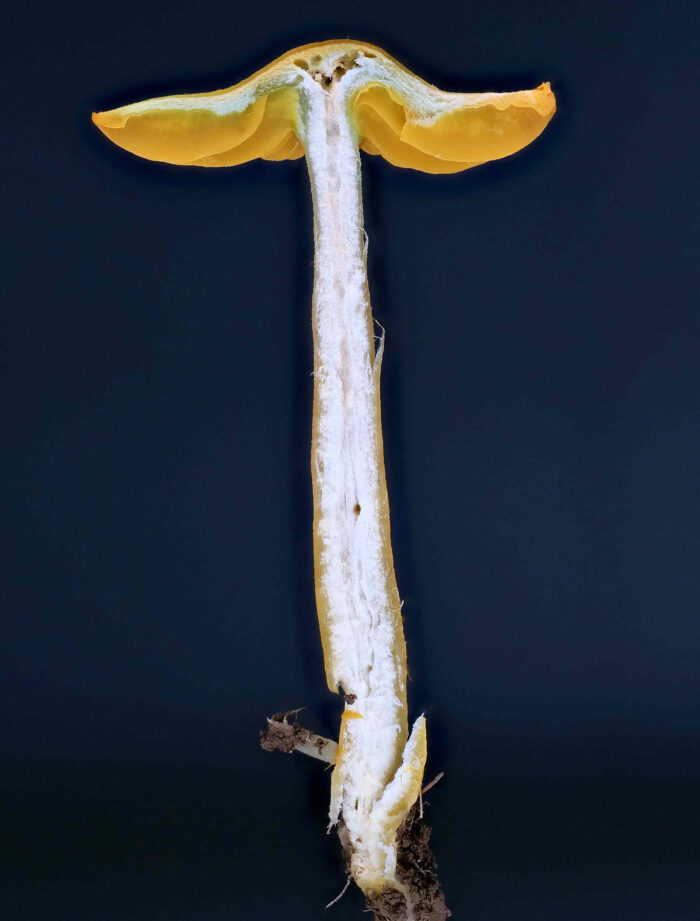 Gliophorus psittacinus – Papageigrüner Saftling, Längsschnitt