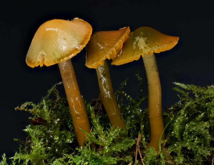 Gliophorus psittacinus – Papageigrüner Saftling, kann im Alter auch gelblich braun werden