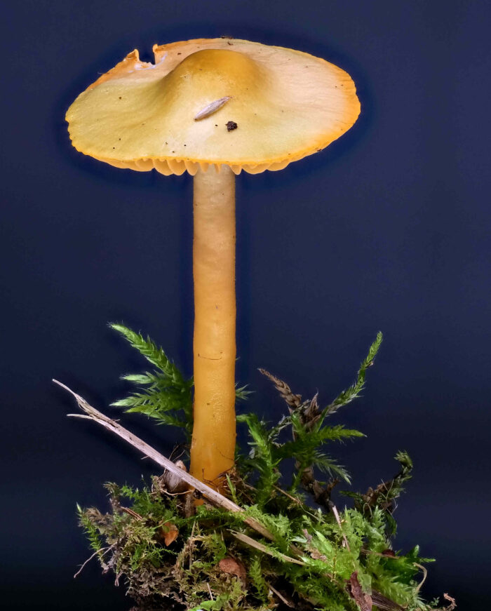 Gliophorus psittacinus – Papageigrüner Saftling, alter Fruchtkörper